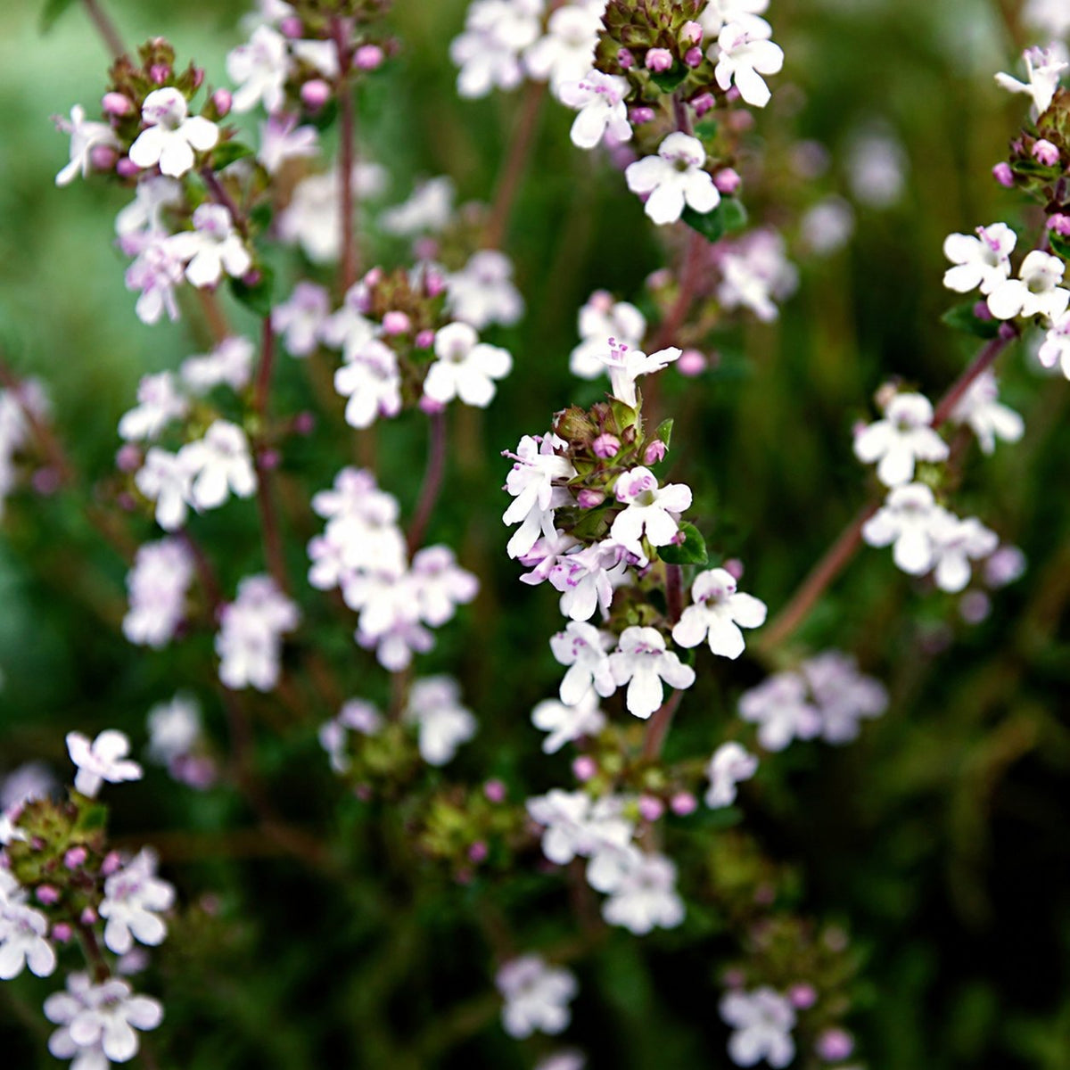 🌸 Creeping Thyme – colorful ground cover seeds