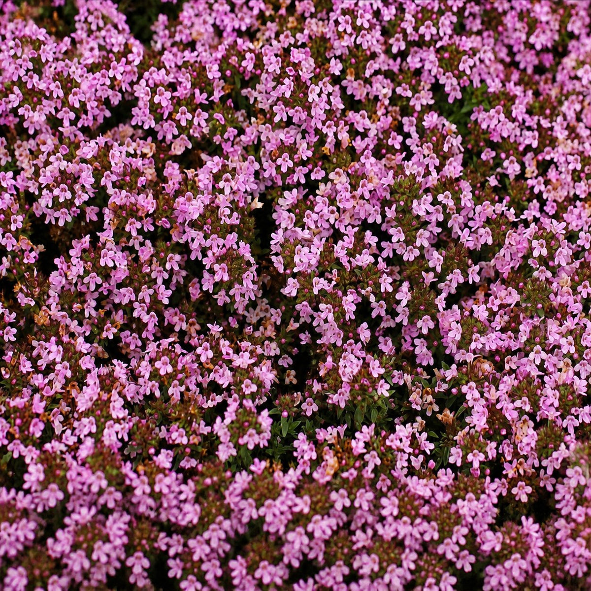 🌸 Creeping Thyme – colorful ground cover seeds