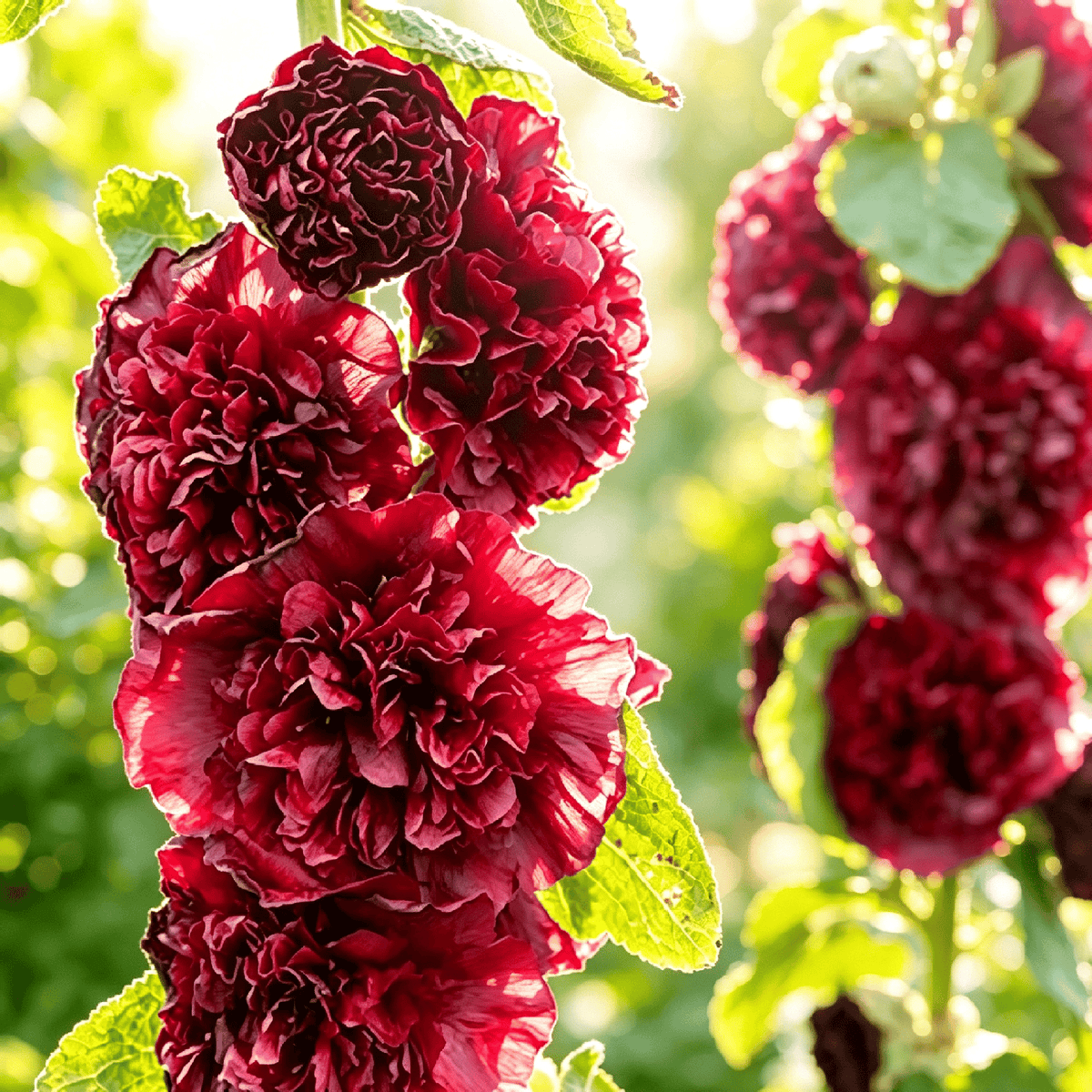 🌺Mixed Double-Flowered Hollyhock Seeds (Perennial)✨🌱Perennial Garden Flower